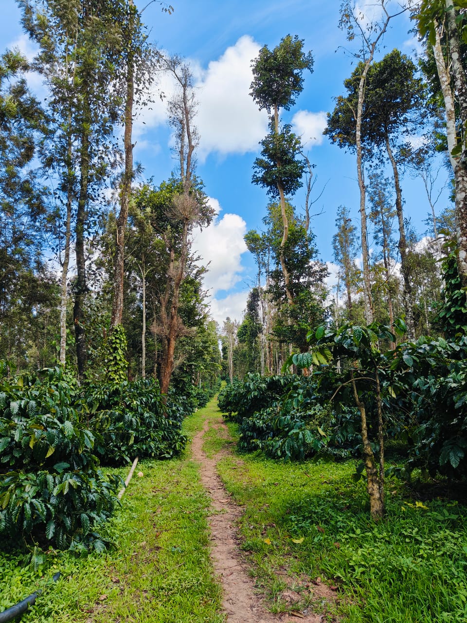 Whispering Forest Farmland Sakleshpur